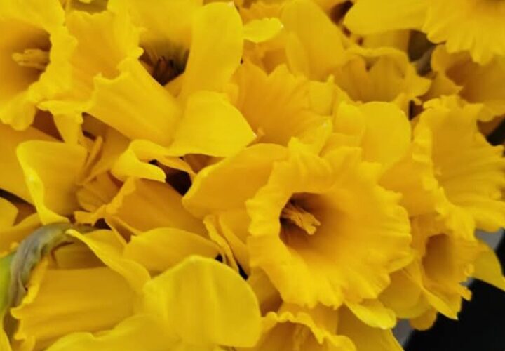 🌼ŻONKILOWE POLA NADZIEI