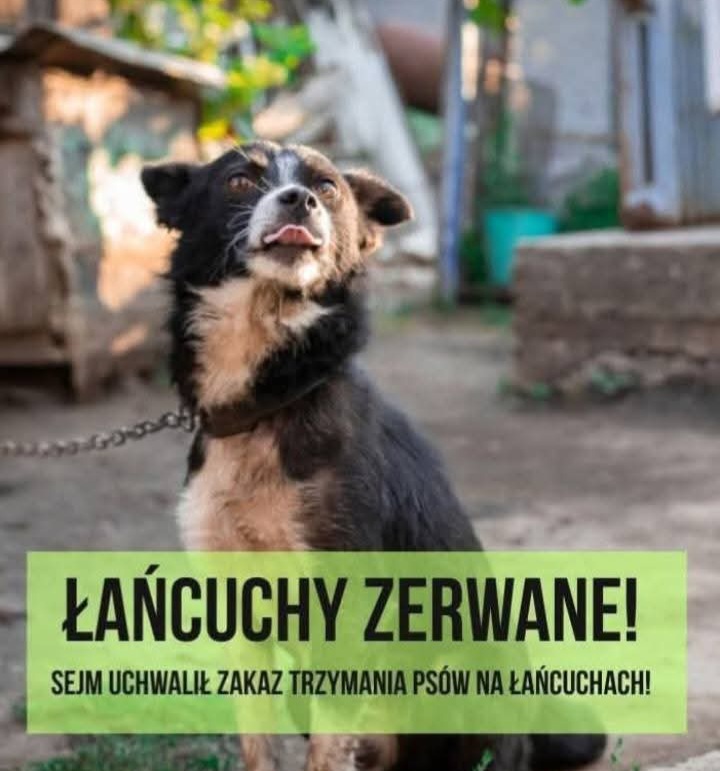 KONIEC Z TRZYMANIEM PSOW NA ŁAŃCUCHACH!